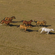 wild horses running on the plains